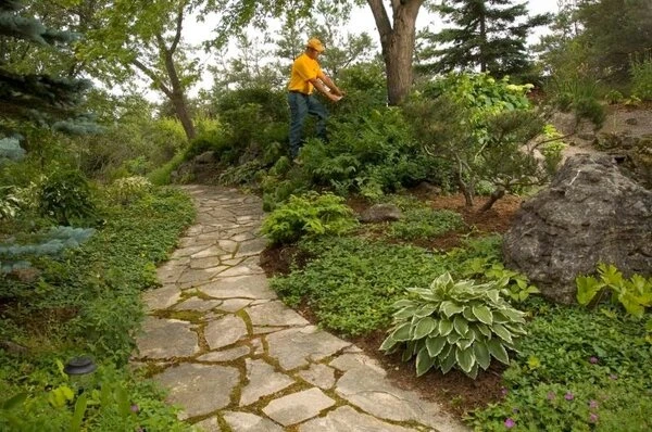 Grounds guys landscaper doing ornamental pruning.