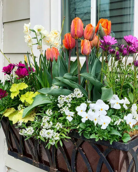 Orange, yellow, pink, and purple flowered plants in a window planters box