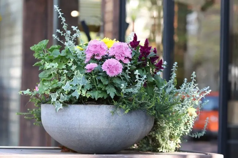 Pink, yellow, and purple flowered plants in a stone bowl container