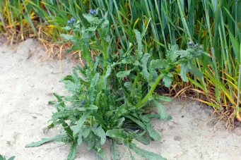 Common Bugloss by Spokan lawn that will be removed with weed control services from the grounds guys