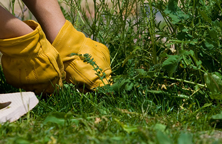 Gloved hands pulling weeds.