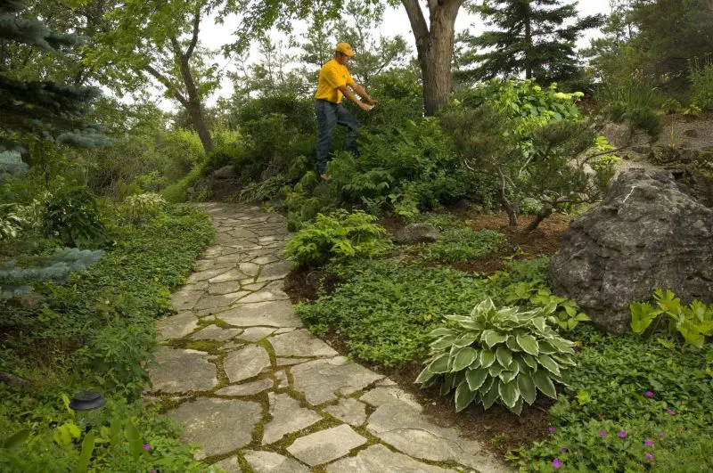 Grounds guys landscaper doing ornamental pruning