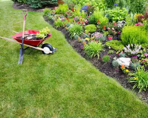 A green lawn and a wheelbarrow holding dirt and flowers next to garden bed with variety of flowers planted.
