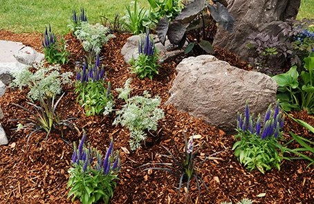 Mulch bed with decorative boulders and blooming flowers.