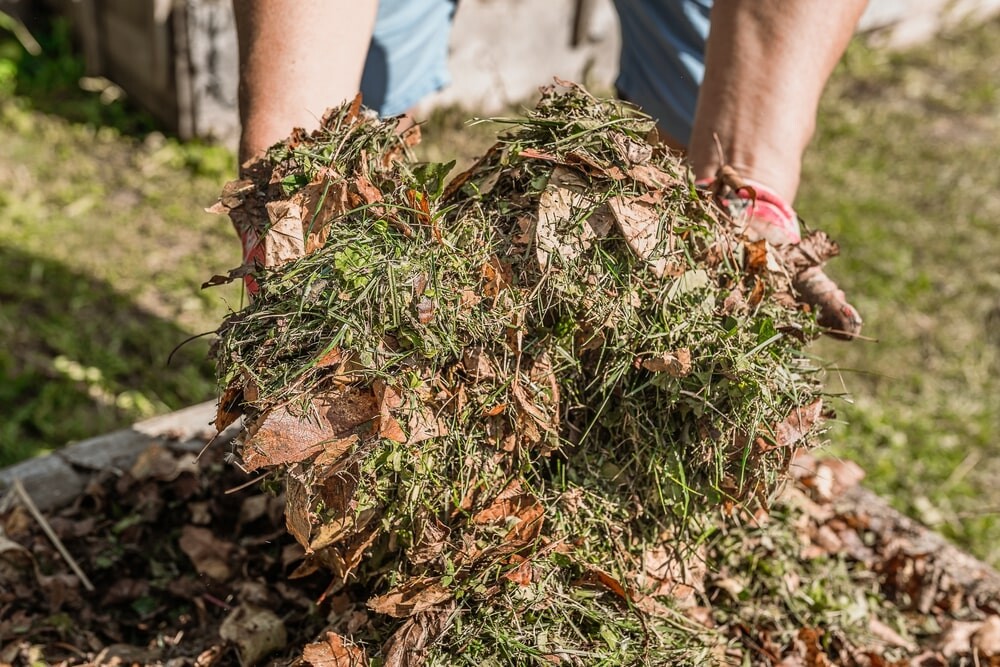Landscaper holding compost of leaves and grass clippings