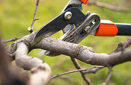 Pruning shears being used to cut a tree branch.