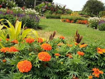 mullica hill nj lawn and bed maintenance with orange flowers