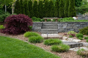 A backyard with landscaped plants and shrubs, stone steps, a stone retaining wall, and tall evergreens at the back.