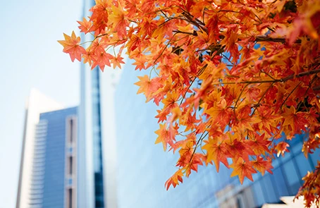 Tree outside commercial building in fall